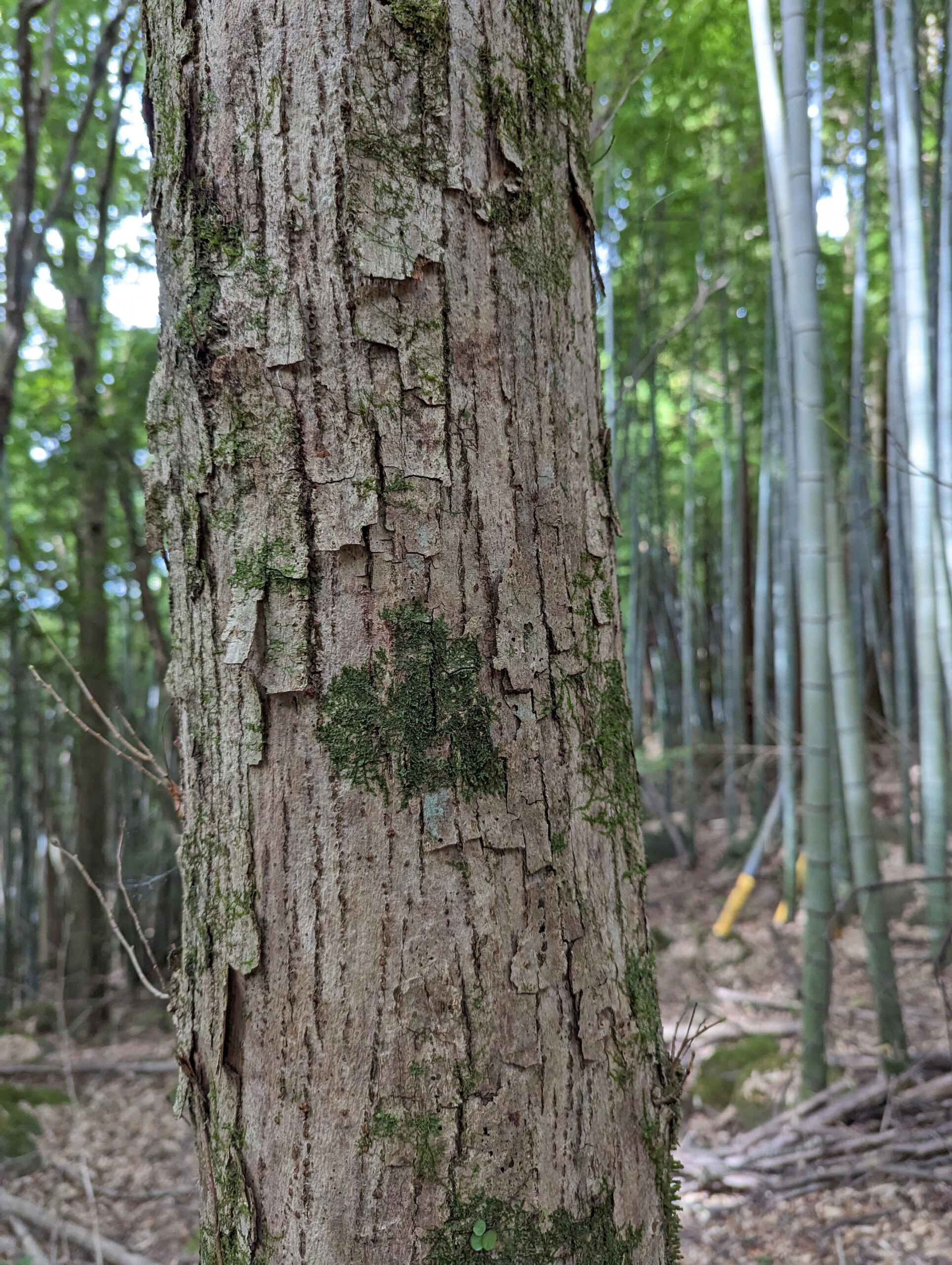The grooved, somewhat peeling bark of Tilia kiusiana, the Kyushu lime