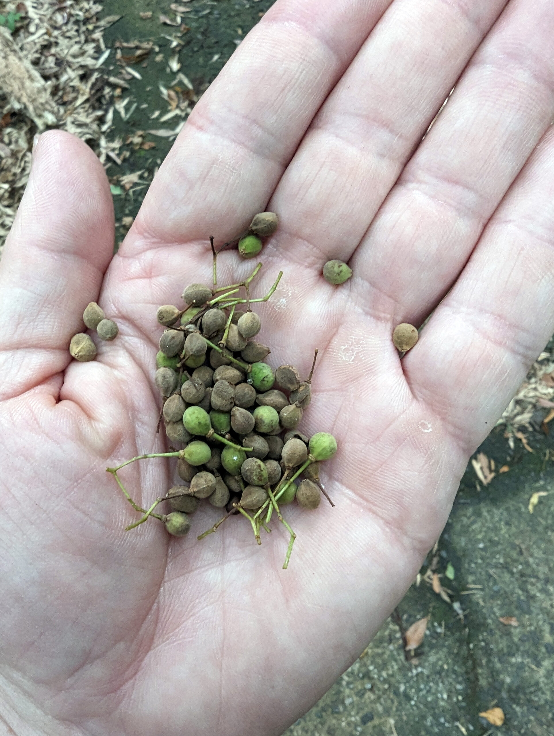 A handful of seed of Tilia kiusiana
