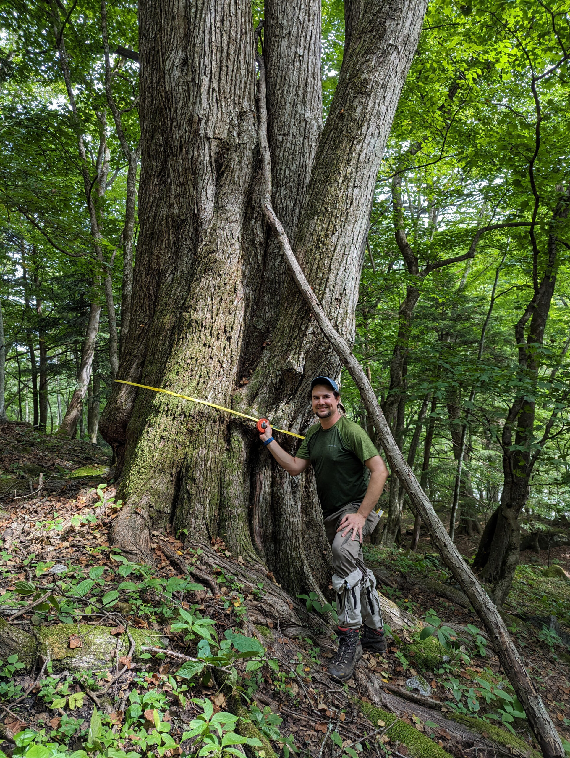 Miles Schwartz Sax measures a massive katsura the team encountered, recording its circumference as 5.2 meters