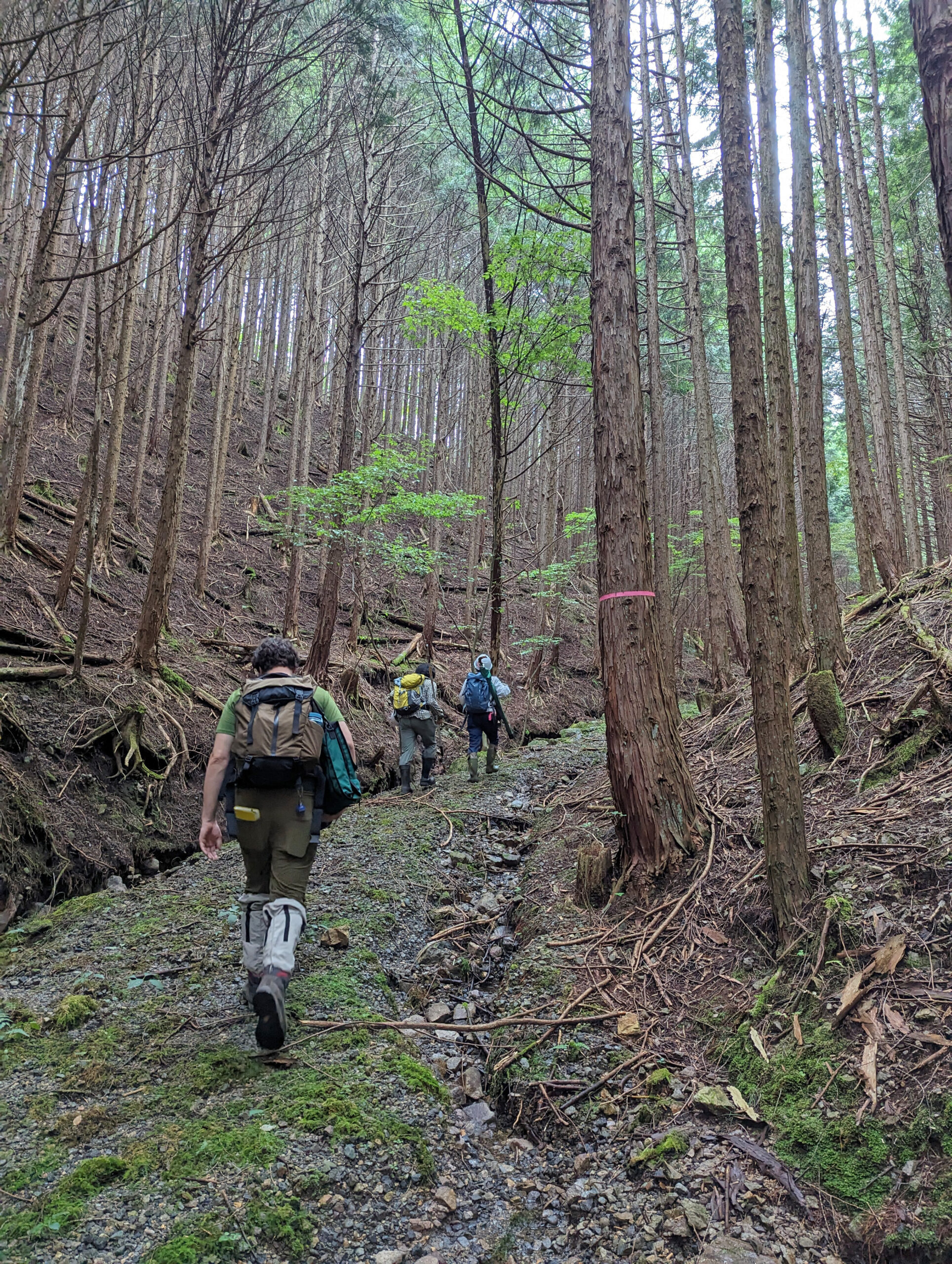 Expedition participants trek through Utsunomia University research forest in Funyu, Japan