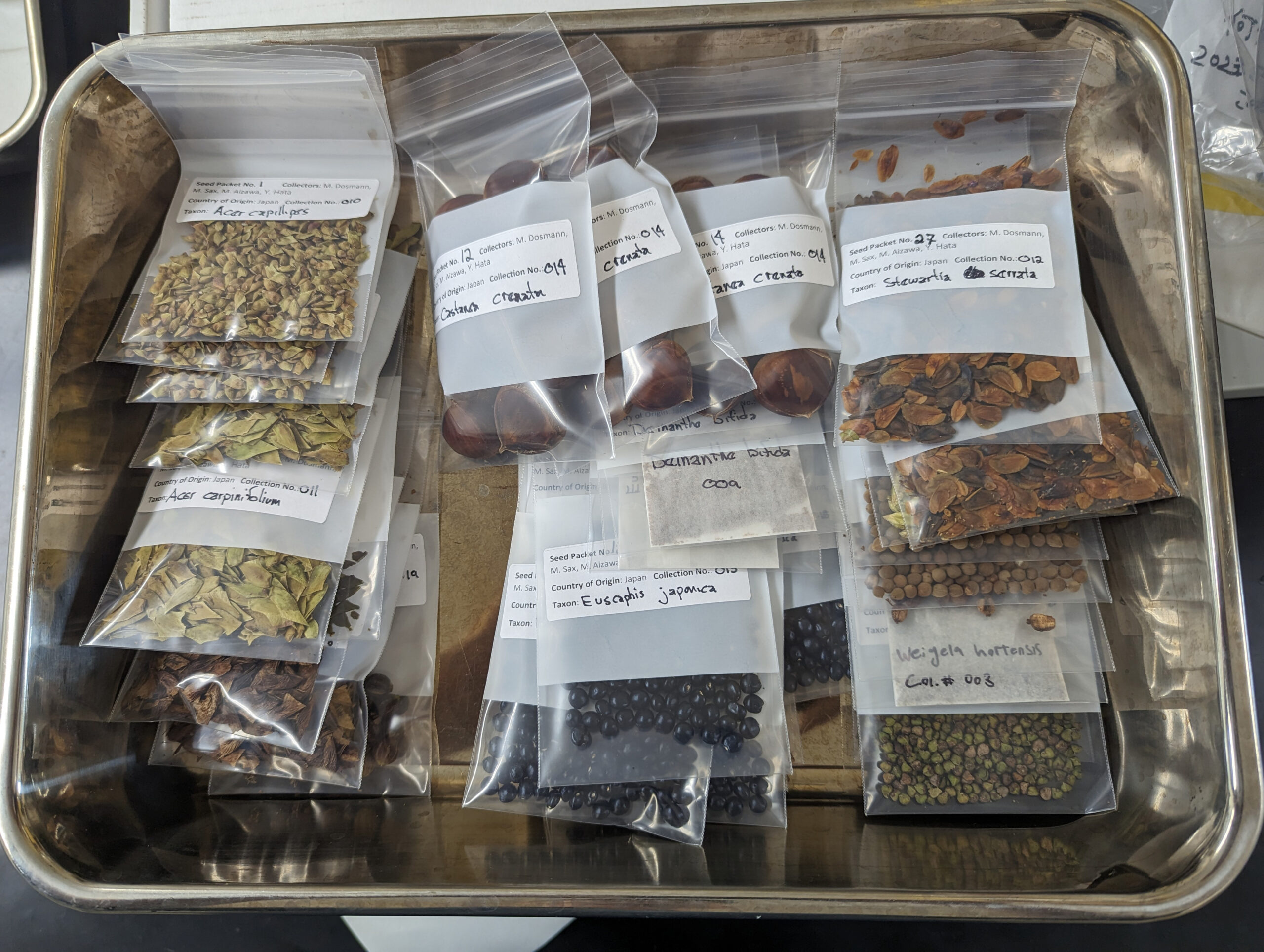 Cleaned and packaged seeds from the expedition, ready for shipment to the Arnold Arboretum