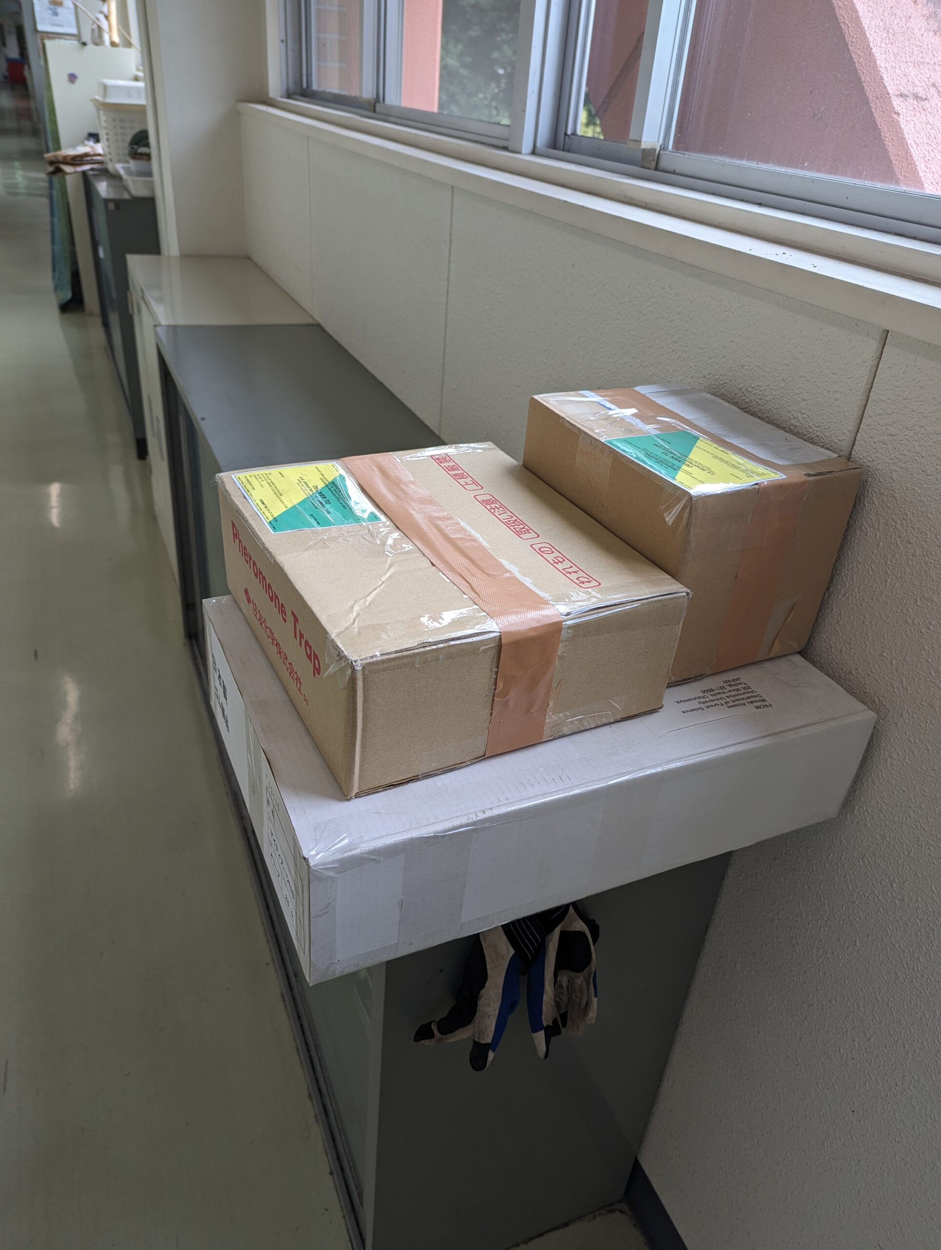 Seeds boxed for shipment to the Arnold Arboretum.
