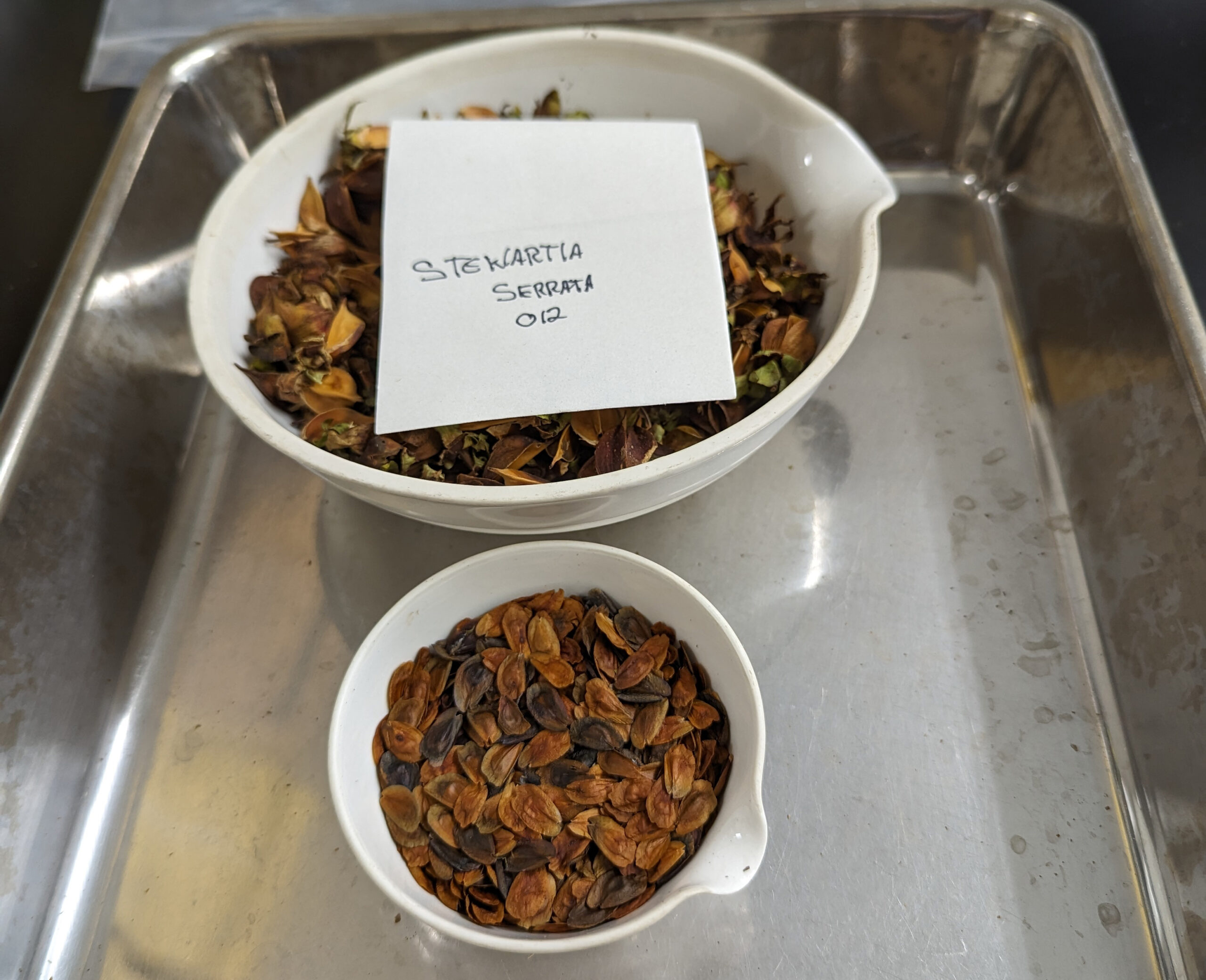 Seeds of Stewartia serrata