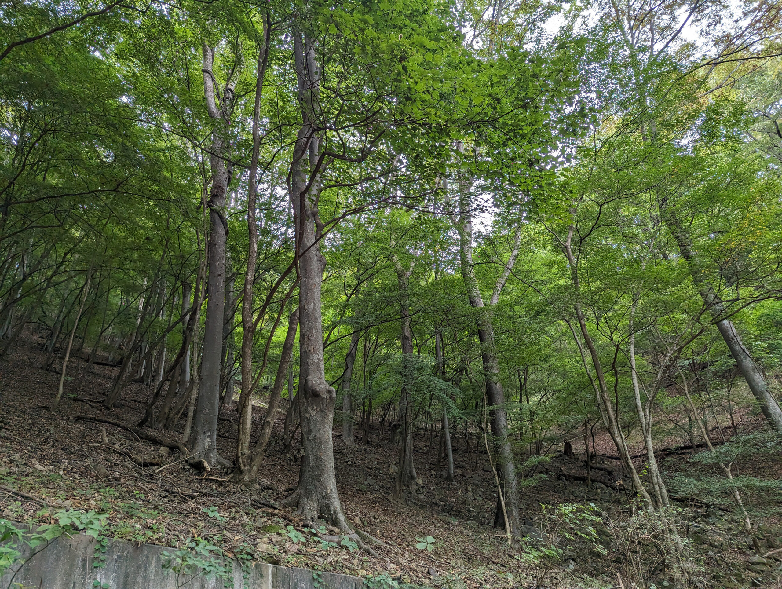 Stand of Zelkova serrata, the sawleaf zelkova, one of the expedition targets