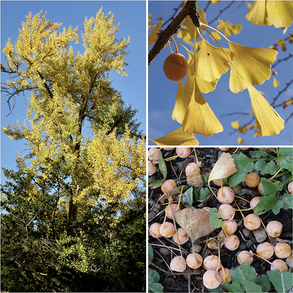 Ginkgo leaves and fruits in late fall by Ned Friedman