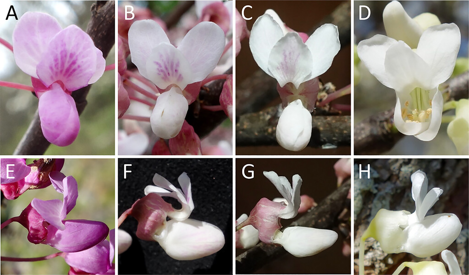 Composite showing comparsion of redbud flowers and variation of color between magenta for the species and white for 'Arnold Banner' and other cultivars.