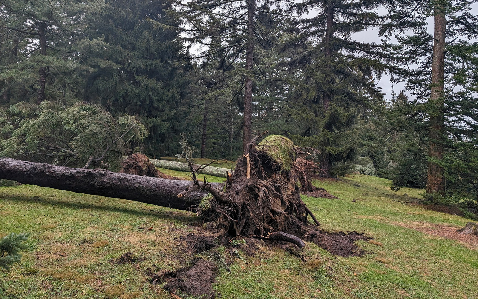 An uprooted tree in the conifer collection of the Arnold Arboretum