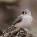 A grey, blue, and orange bird perches on a stick