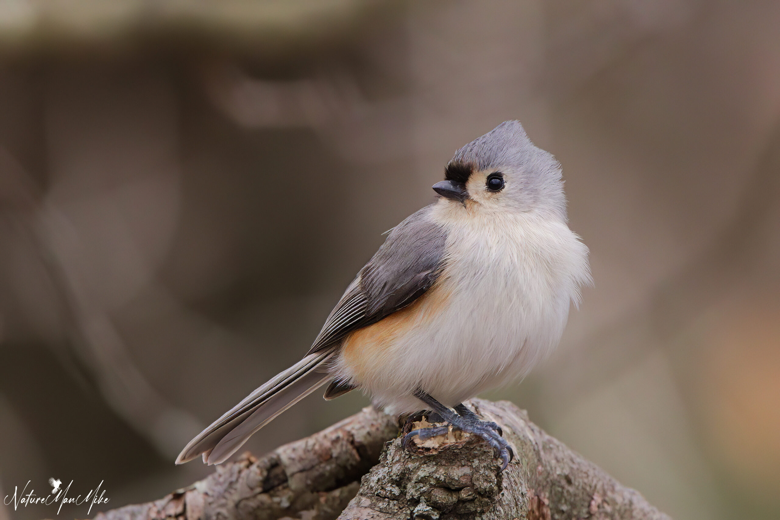 A grey, blue, and orange bird perches on a stick