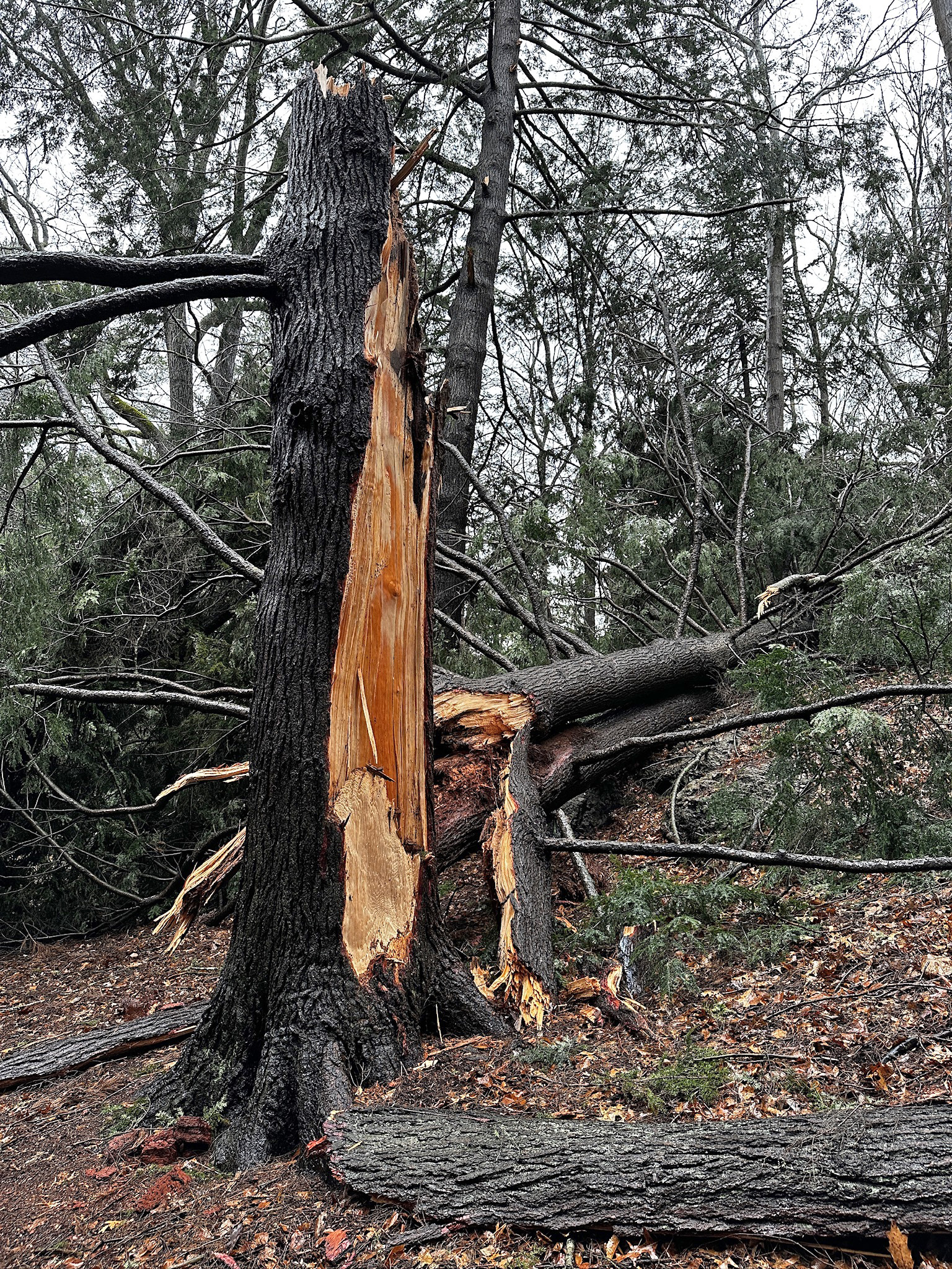 Snapped trunk of an Eastern hemlock on Hemlock Hill