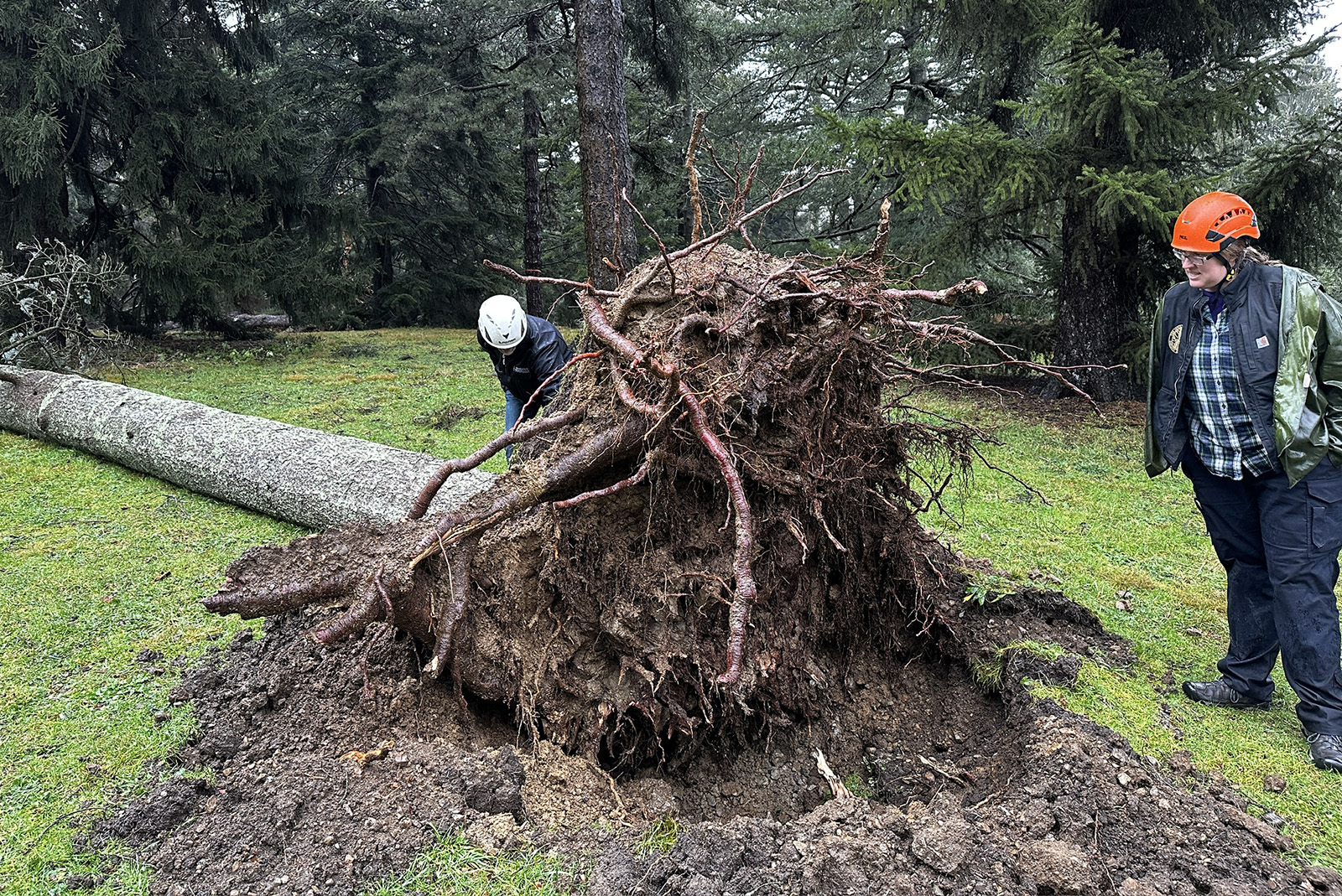 Rachel Brinkman and Michael Dosmann survey storm damage in the conifer collection following the December 18 storm.