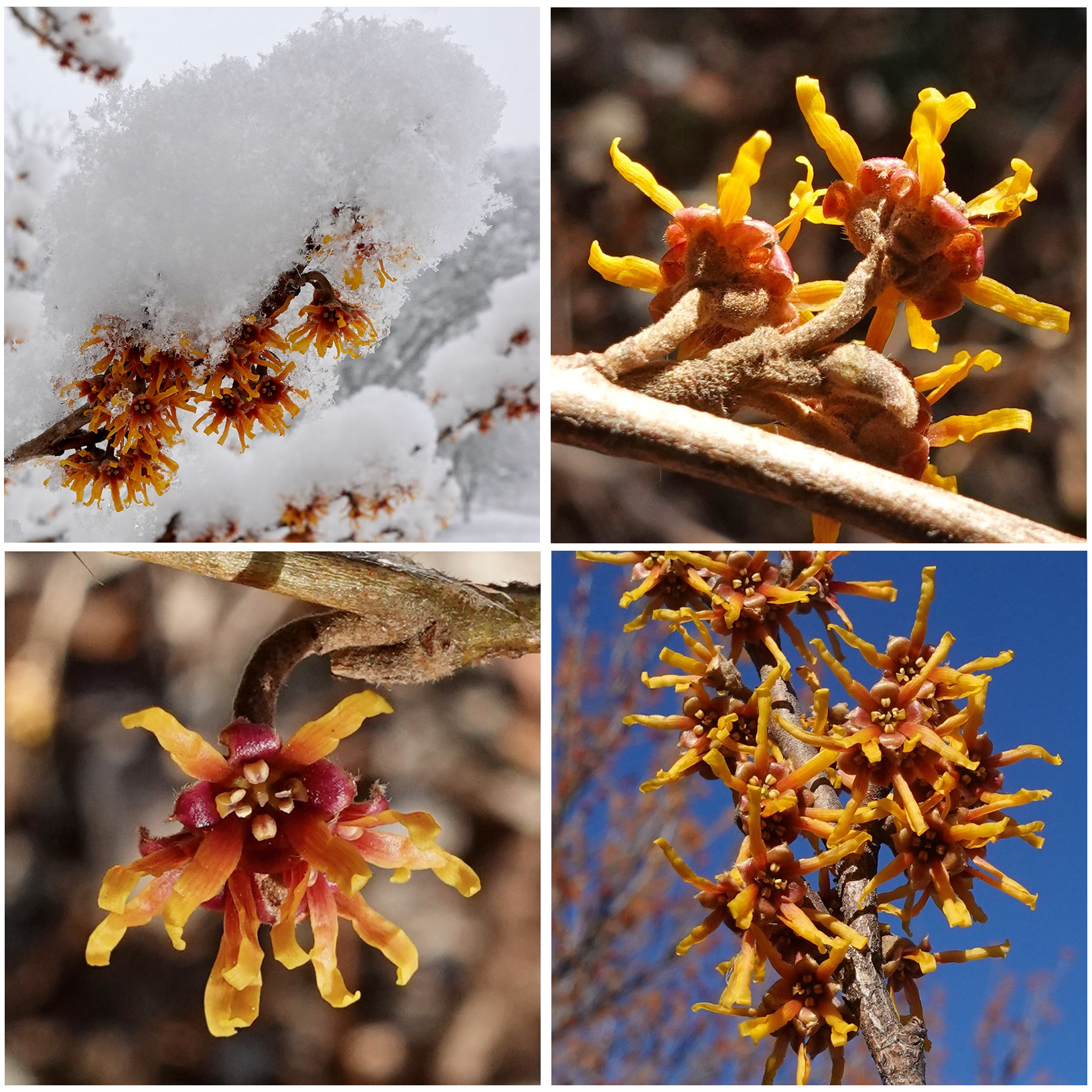 Flowers of Hamamelis vernalis, the Ozark witch hazel, by William (Ned) Friedman