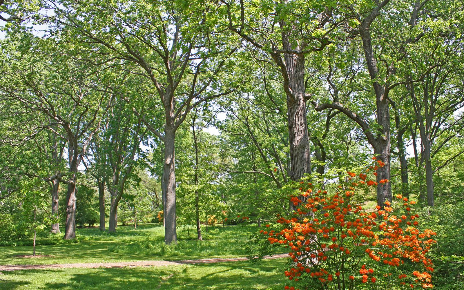 Oak collection in summer at the Arnold Arboretum