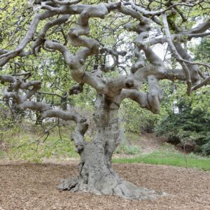 A large and knobbly beech with young light green leaves
