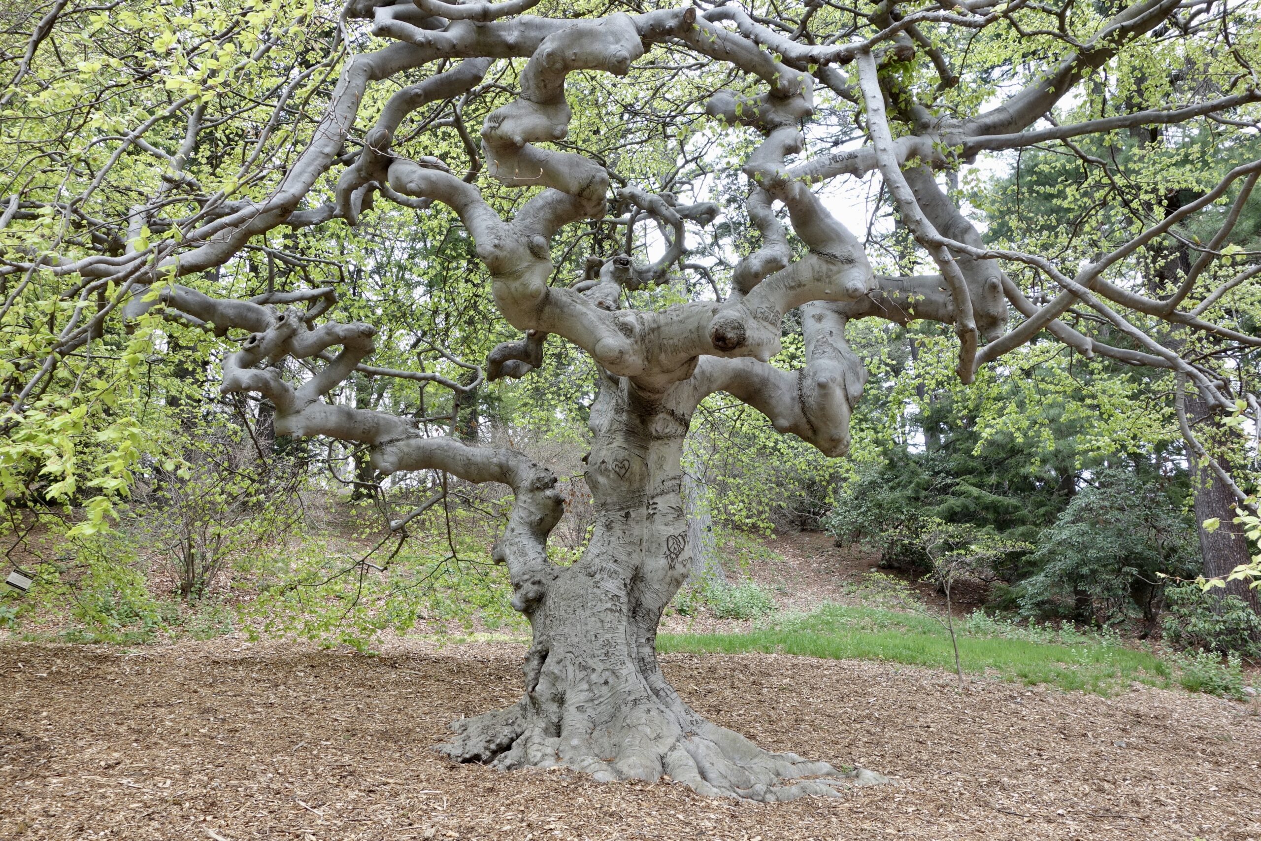 A large and knobbly beech with young light green leaves