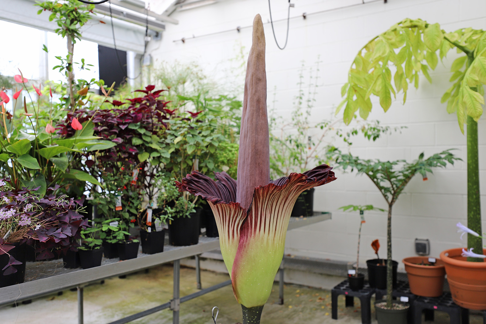 Dame Judi Stench corpse flower in bloom at the research greenhouses of the Arnold Arboretum