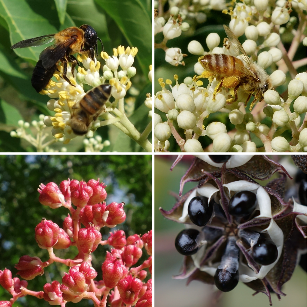 Images of bee-bee tree flowers, fruits, and seeds by Ned Friedman