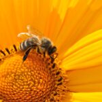 Closeup of a bee on a flower