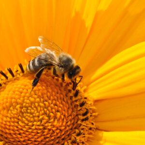 Closeup of a bee on a flower