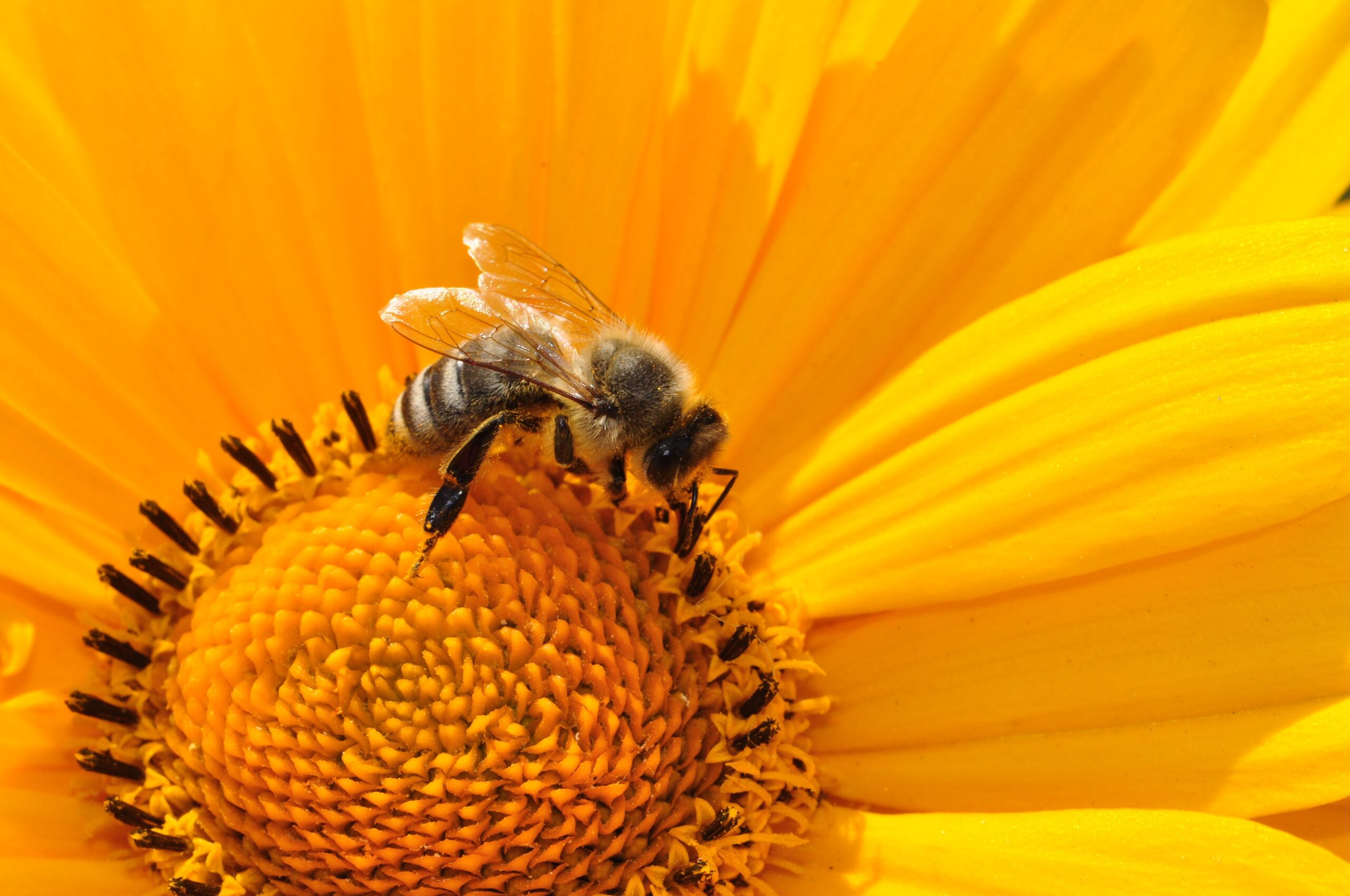 Closeup of a bee on a flower