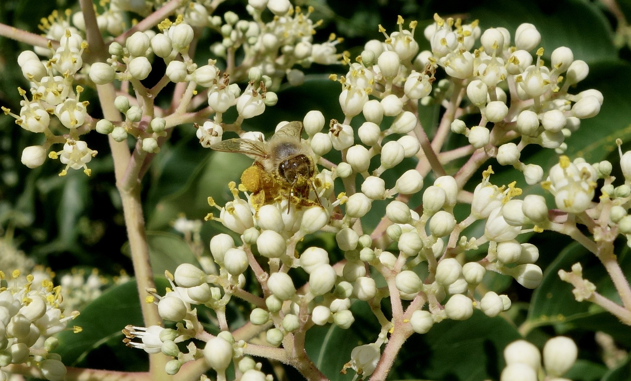 Bee visiting the flowers of Tetradium daniellii 701-2008-A