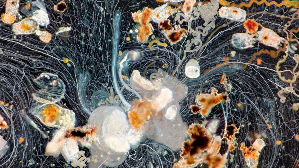 Colorful time lapse photograph of plankton trails