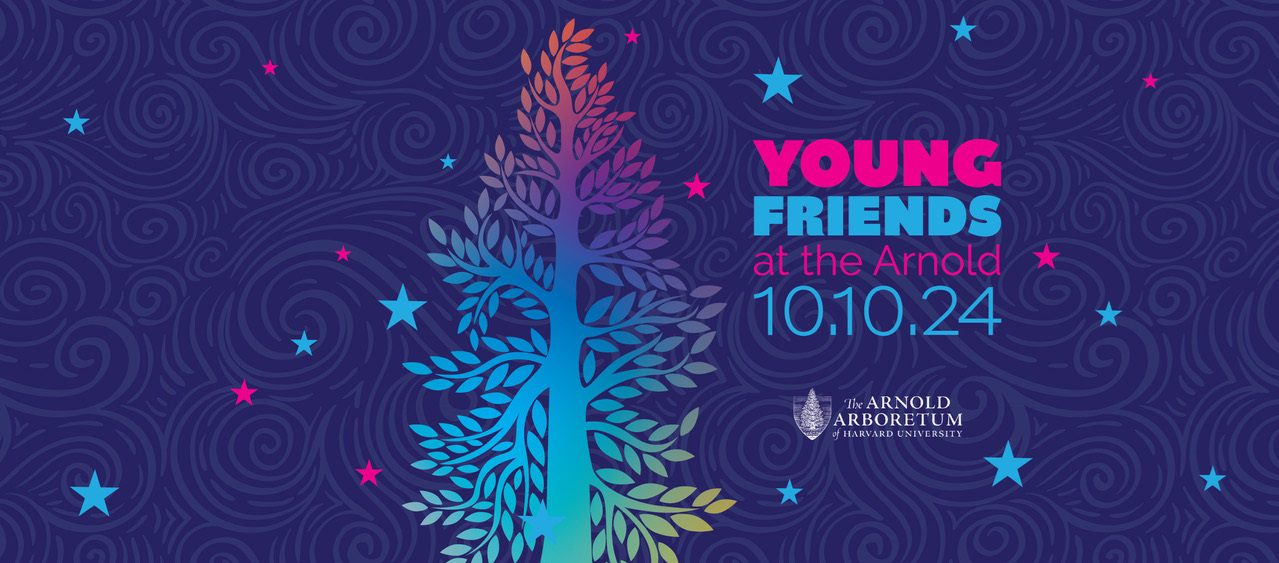 Young Friends of the Arnold Arboretum logo