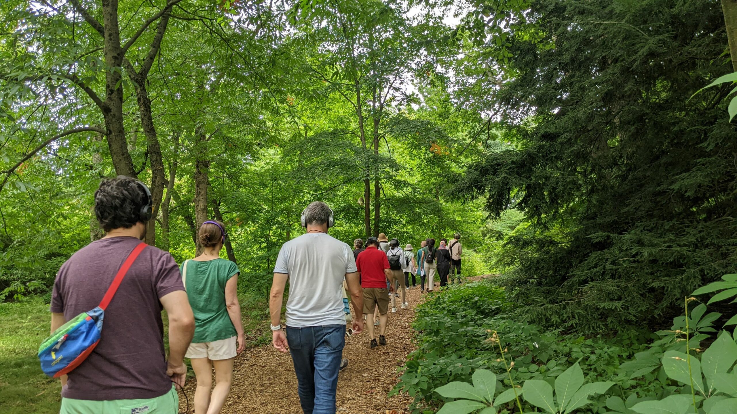 People with headphones walking along a trail in the Arnold Arboretum with summer foliage all around.