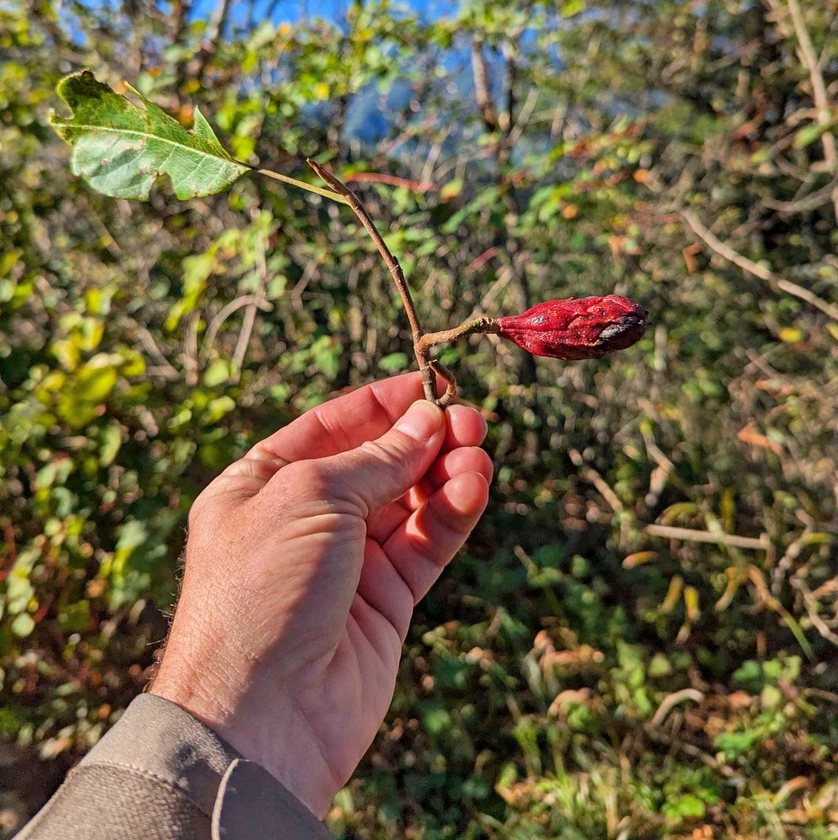 Fruit of Magnolia sieboldii