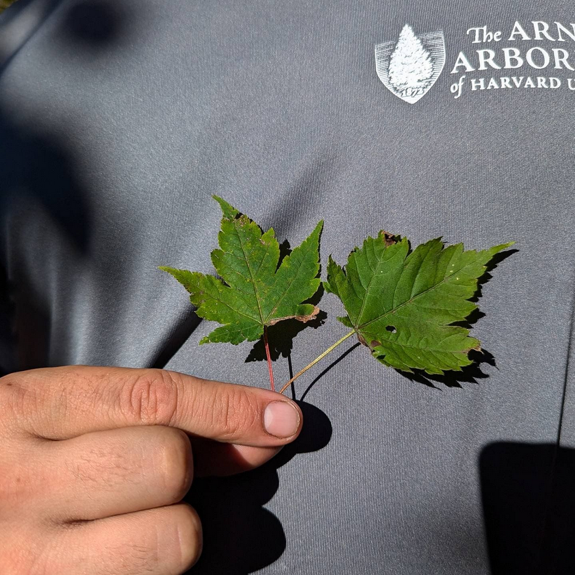 Leaves of Acer tschonoskii (left, with bright red petioles) and Acer barbinerve,
