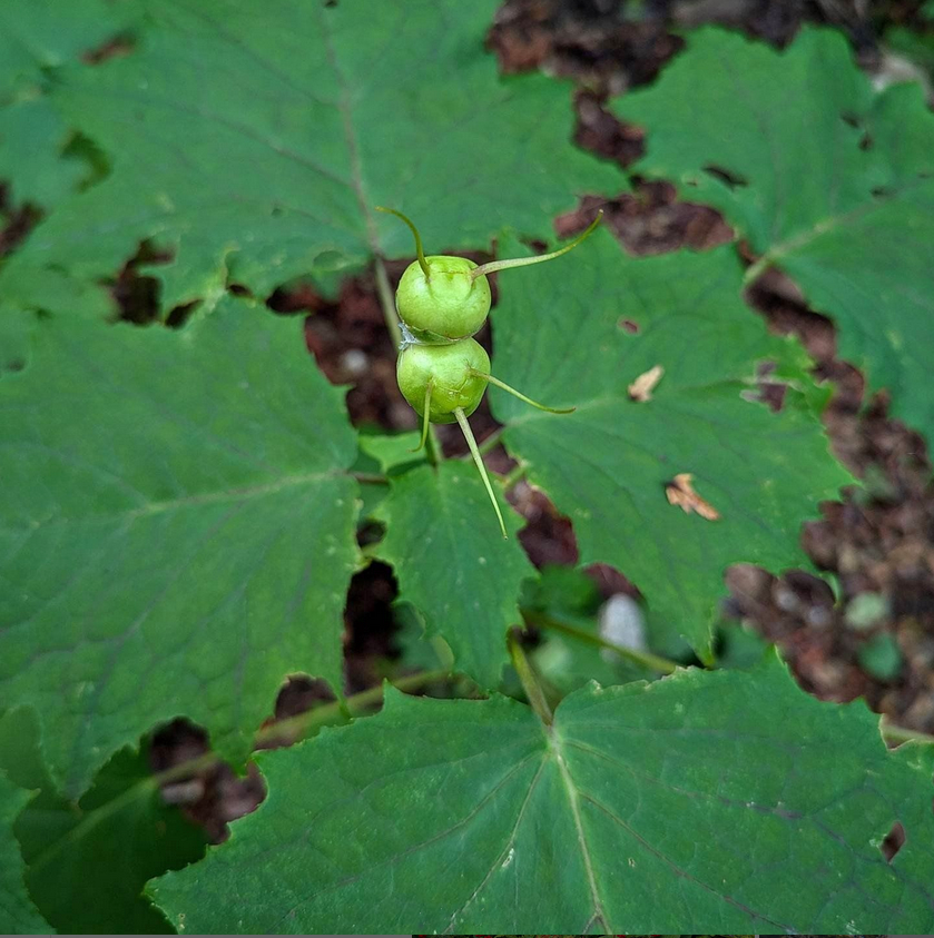 The highlight was collecting from a population of the very rare Kirengeshoma palmata (or K. koreana, if you wish). This hydrangea relative produces waxy, yellow flowers, which yield to become horned or antenna'd fruits