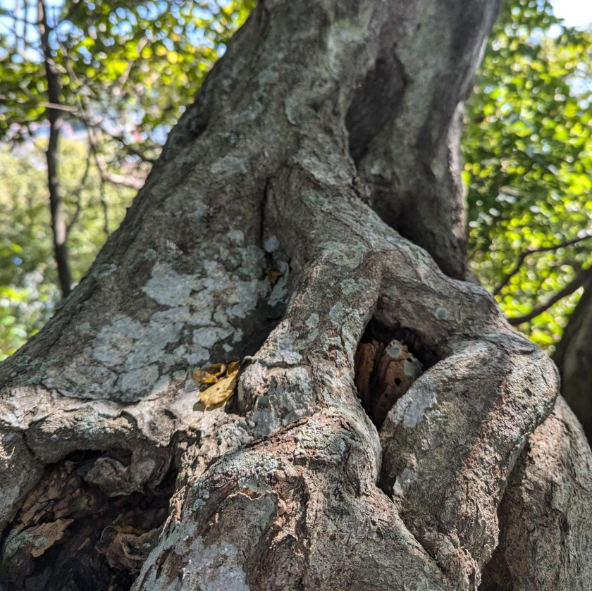 Among the expedition's final collections were fruits from a huge and ancient specimen of Carpinus coreana