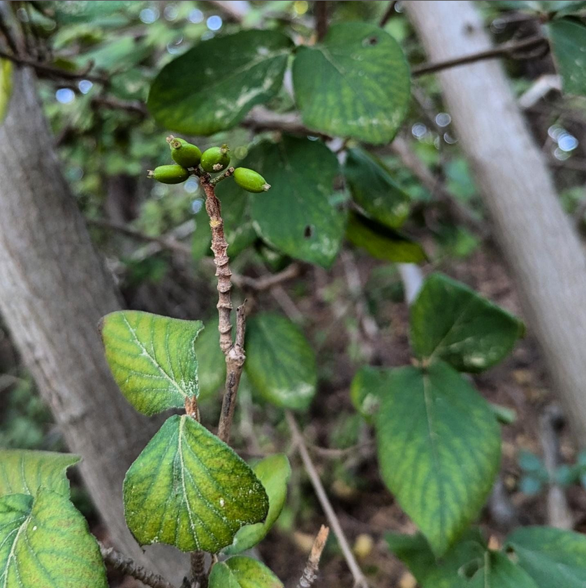 Leaves and fruits of Viburnum carlesii, growing just above the high-high tide line.
