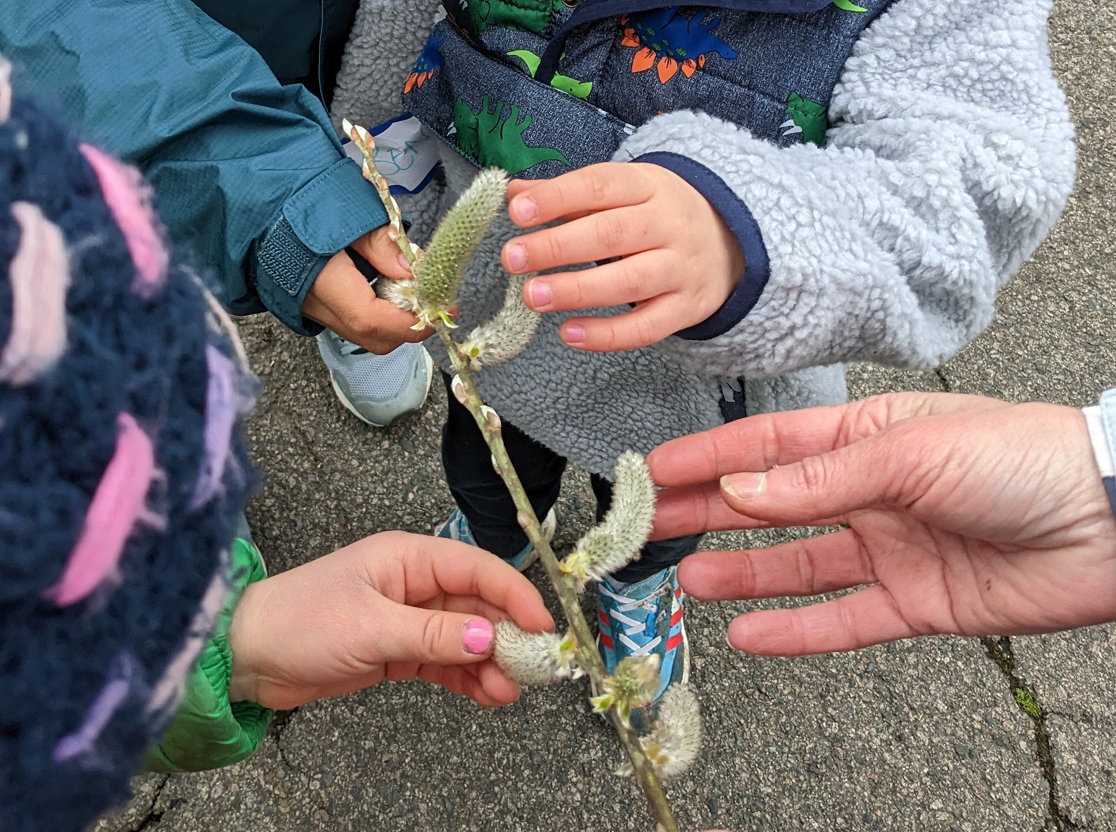 Children enjoy hands-on exploration of a branch of pussy willow flowers