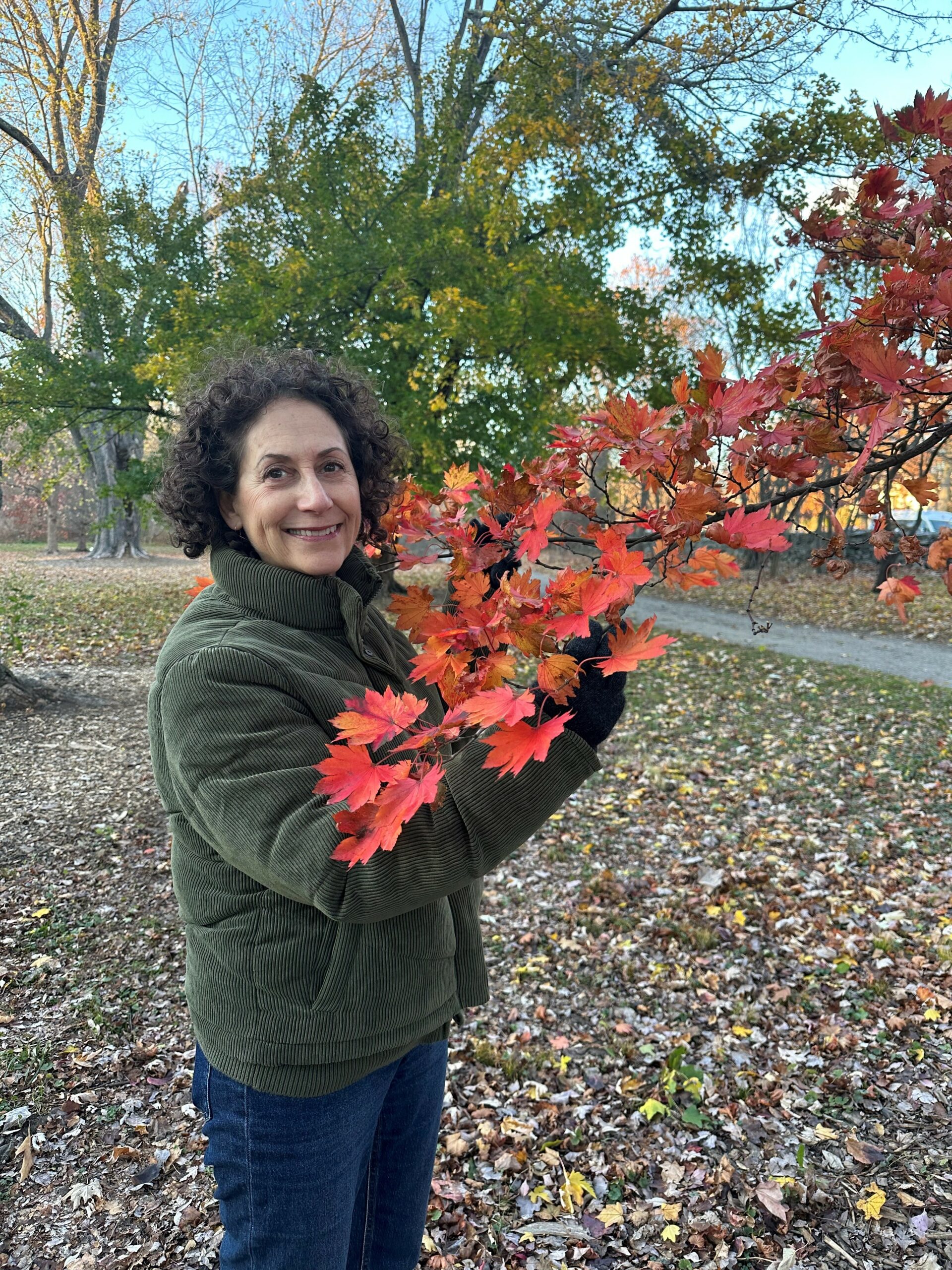 Joy Silverstein observes maple leaves in the Arnold Arboretum landscape