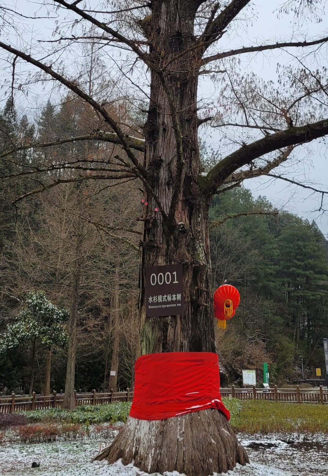 A metasequoia stands tall with bare branches. A sign describes its origins and red cloth is wrapped around its base as holiday adornment for Chinese New Year.