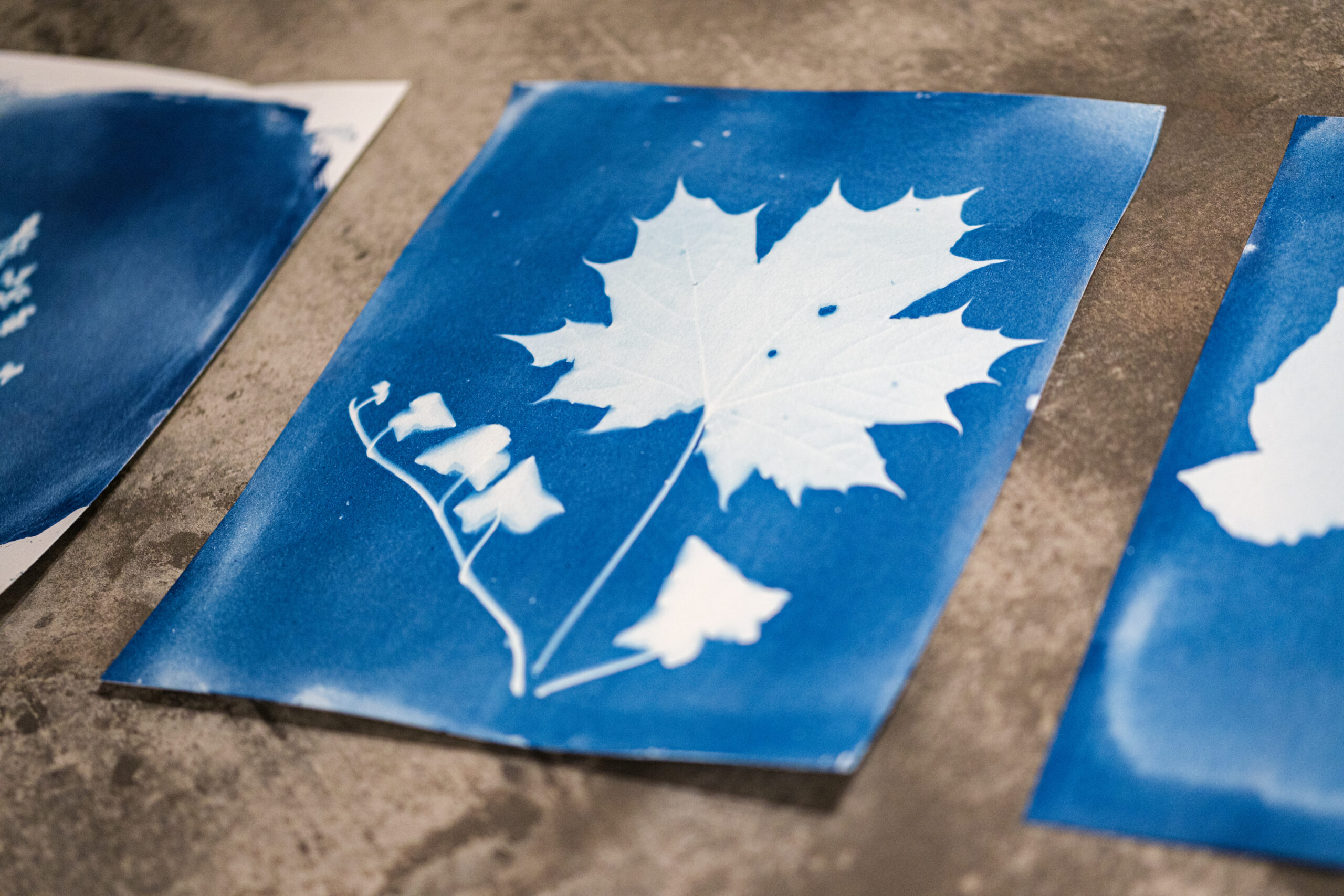 Blue and white silhouettes of a maple leaf