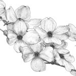 A pencil drawing of dogwood flowers