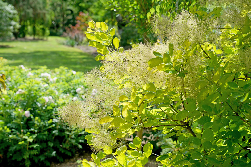 Continus ‘Winecraft Gold'