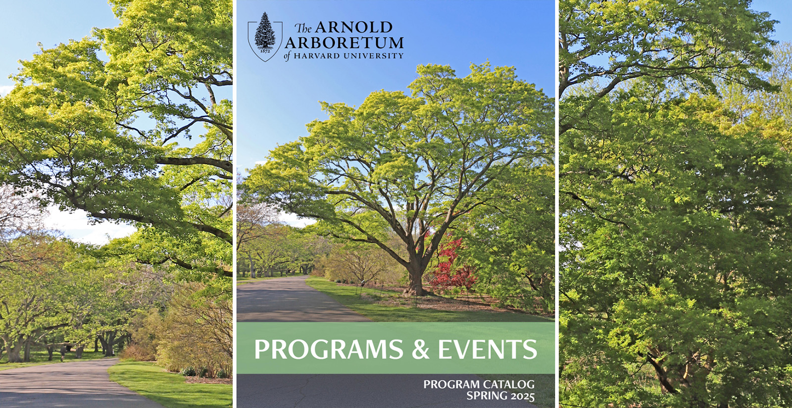 Spring 2025 Program Guide cover with Acer mono or Painted Maple