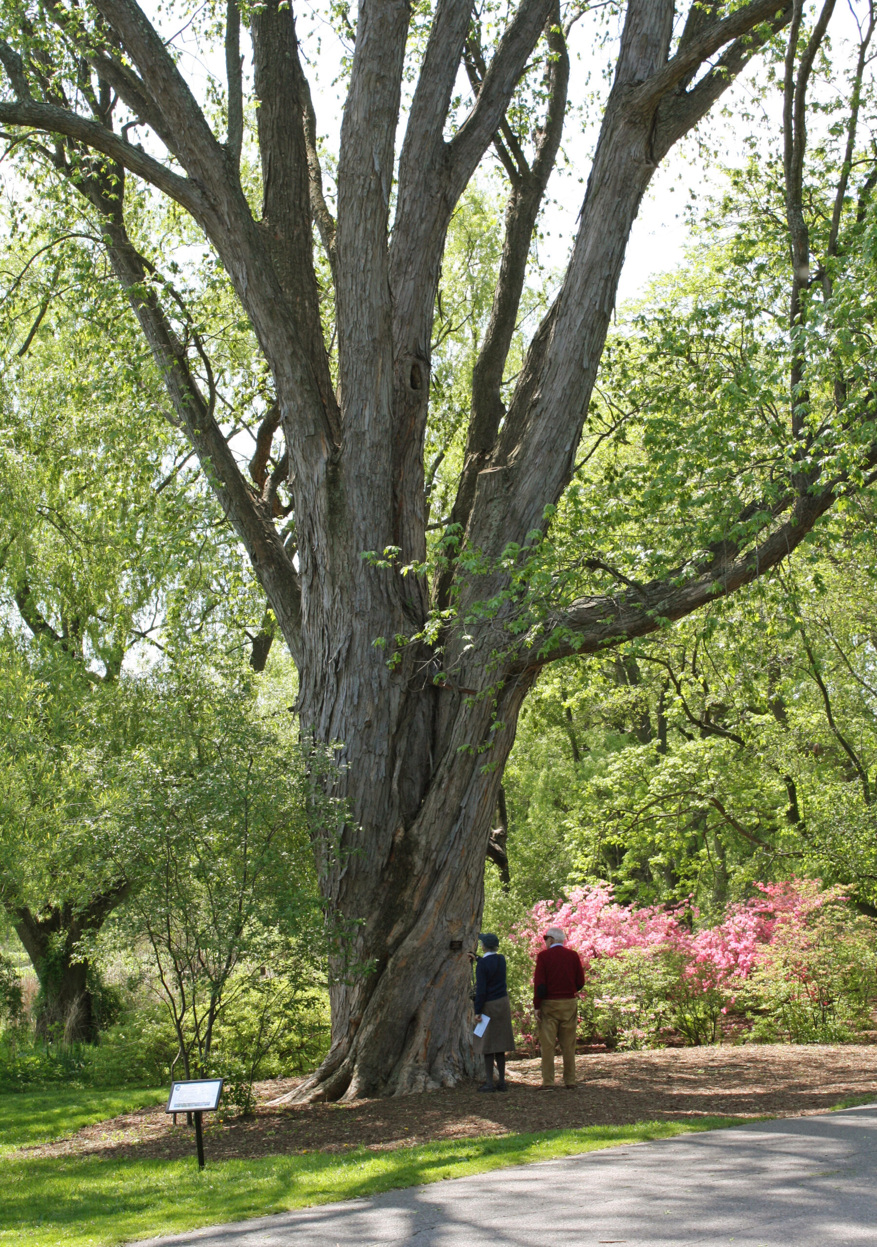 A large tree with a twisting trunk towers over the people and shrubs next to it