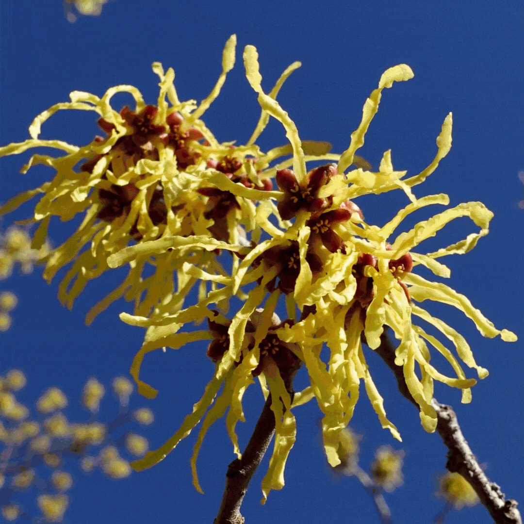 witch-hazel flowers in the Arnold Arboretum