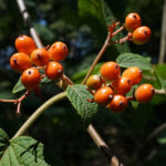 Orange berries and green leaves