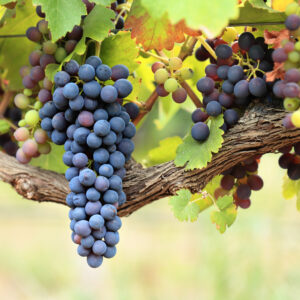A bunch of blue grapes hangs from a vine