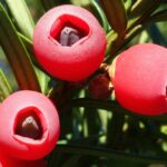 Red berries with a seed in the middle